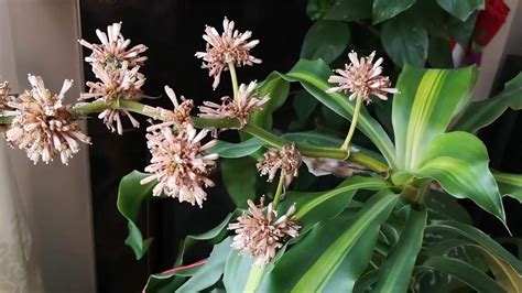 巴西鐵樹開花意思|原來「巴西木」開花，寓意這麼大